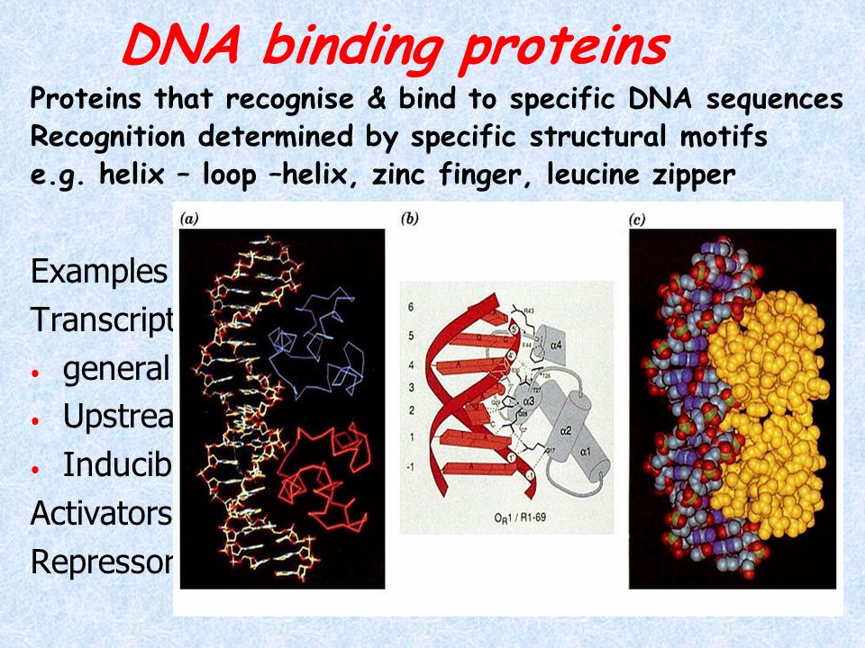 Dna binding motifs sale ppt